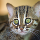Illustration for article titled ZOMG BABY RUSTY-SPOTTED CATS!!!